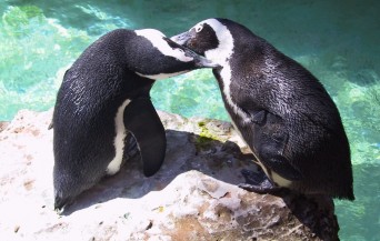 Gay penguins