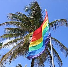 Rainbow flag and palm tree