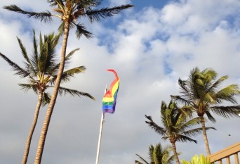 Palm trees and LGBT flag