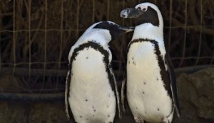 Lesbian penguin couple