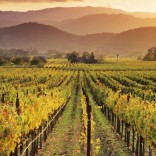 California vineyards