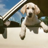 Dog in car