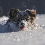 Dog in snow