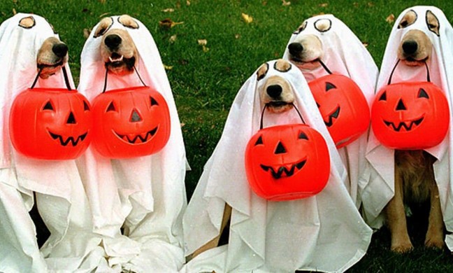 Dogs wearing ghost costumes for Halloween