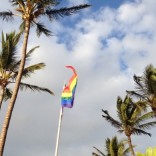 Palm trees and LGBT flag