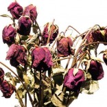 Dead roses