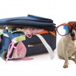 Dog wearing large sunglasses with packed suitcase