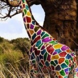 Rainbow giraffe