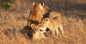 Lions in Kenya