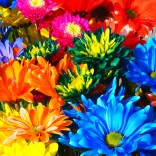 Rainbow flowers